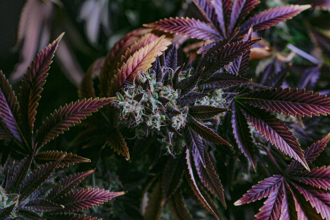 High-Quality Cali Packs for UK Enthusiasts