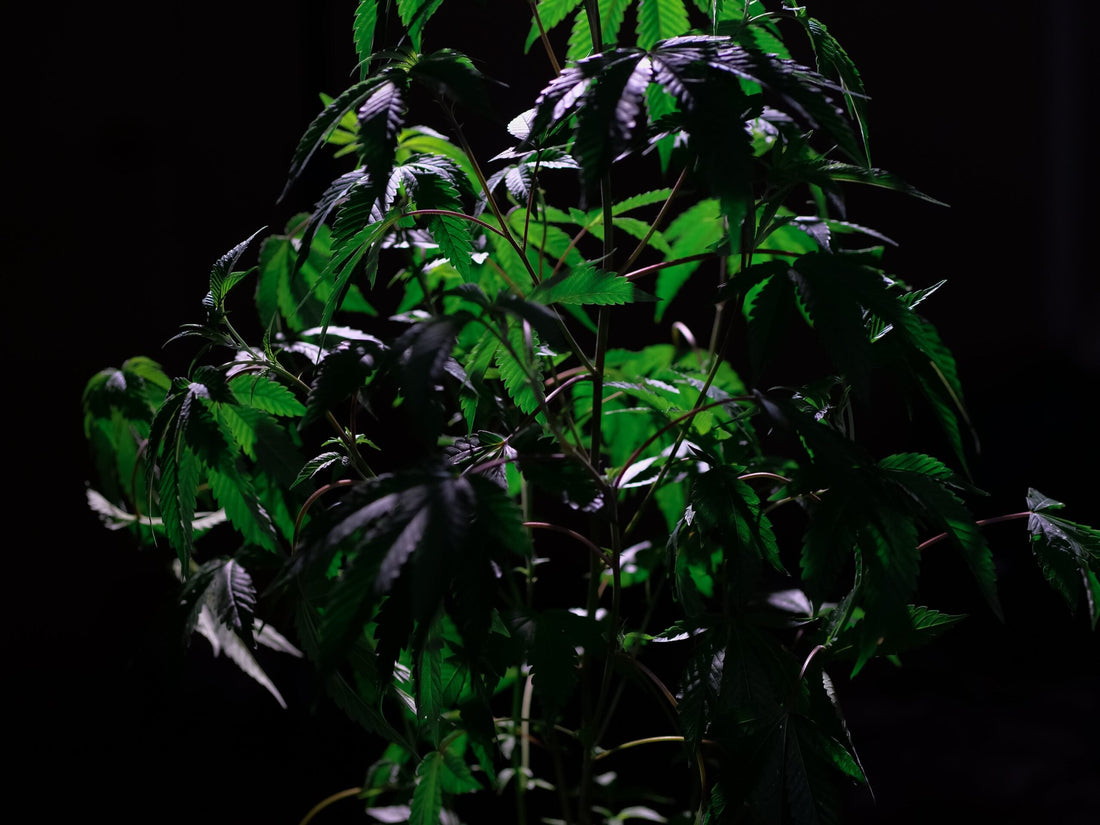 Quitting Cannabis: Effects on Stoners' Health & Mind