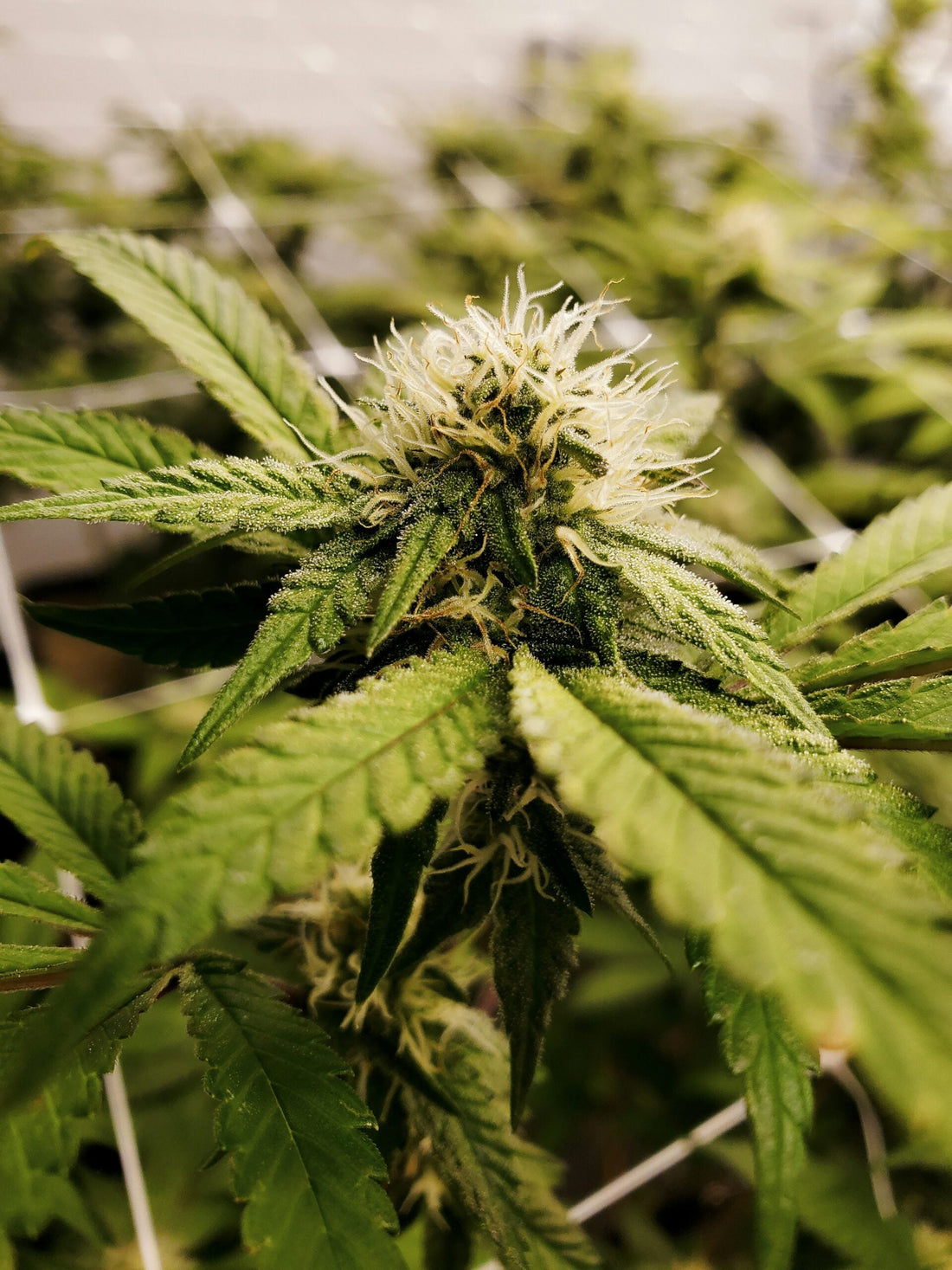 Unravelling the Mystery: What is Delta 9 Explained