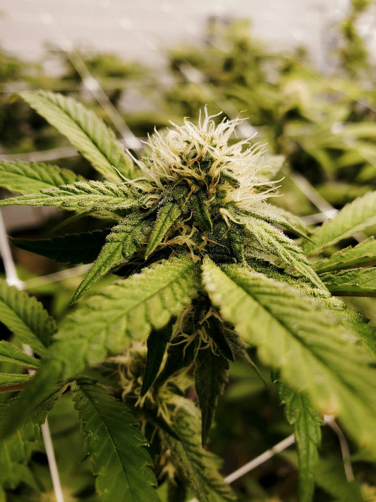 Unravelling the Mystery: What is Delta 9 Explained