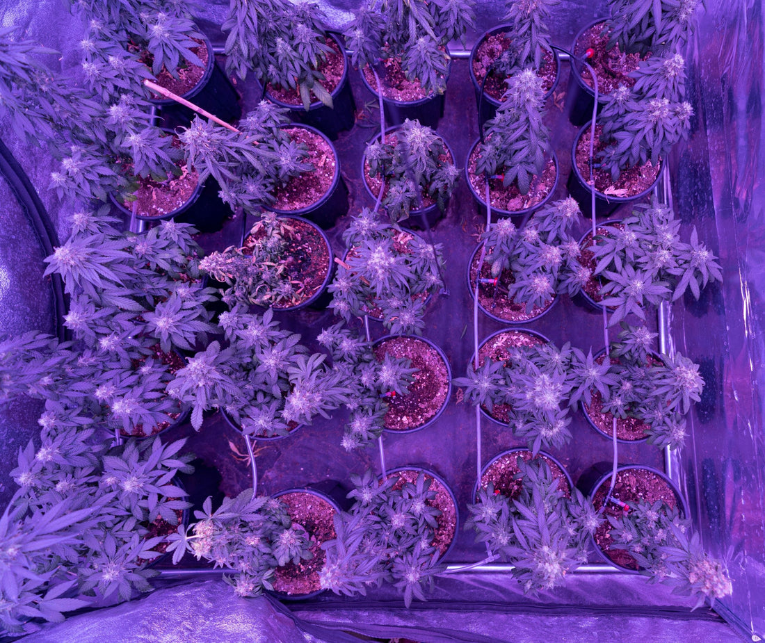 Ultimate Guide to Weed Vapes | UK Essentials