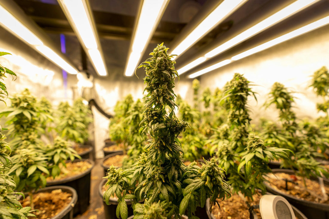 CBD Land Use in the UK: Planning &amp; Regulations