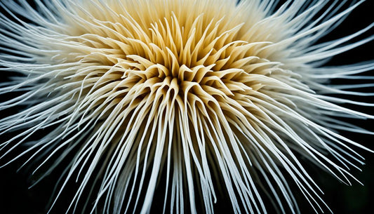 Lion’s Mane Extract: Unlock Brain Health Benefits