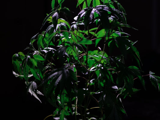 Quitting Cannabis: Effects on Stoners' Health &amp; Mind