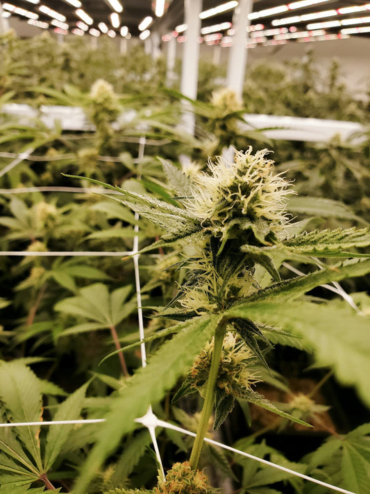 Your Go-To Headshop UK: Quality Products, Unbeatable Prices